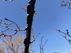 Ulmus alata