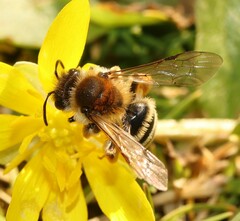 Andrena gravida