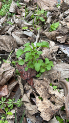 Urtica chamaedryoides