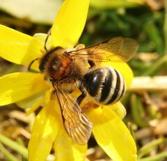 Andrena gravida