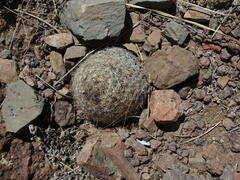 Escobaria dasyacantha