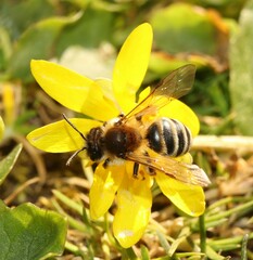 Andrena gravida