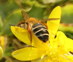 Andrena gravida
