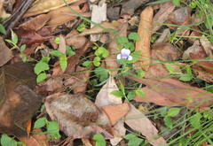 Oplismenus hirtellus