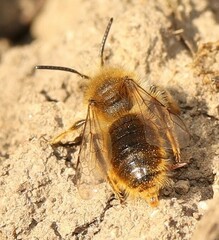 Andrena taraxaci