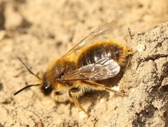 Andrena taraxaci