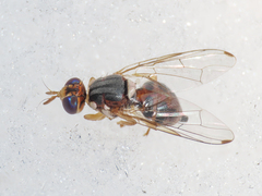 Bactrocera oleae