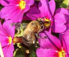 Anthophora plumipes