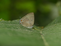 Strephonota jactator