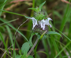 Monarda clinopodioides