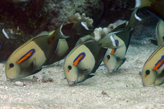 Acanthurus olivaceus