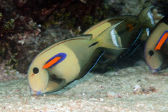 Acanthurus olivaceus