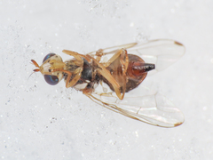 Bactrocera oleae