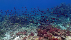 Acanthurus olivaceus