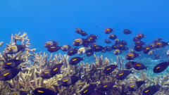 Acanthurus olivaceus