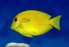 Acanthurus olivaceus