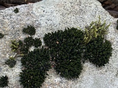 Orthotrichum anomalum