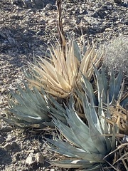 Agave deserti