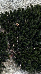 Orthotrichum anomalum