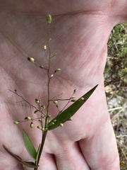 Dichanthelium webberianum