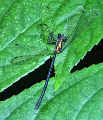 Austroargiolestes chrysoides