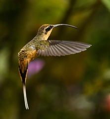 Phaethornis syrmatophorus