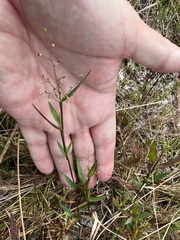 Dichanthelium webberianum