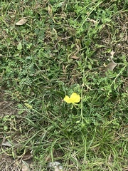 Oenothera grandis