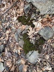 Polytrichastrum ohioense