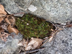 Polytrichastrum ohioense