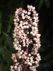 Sciodaphyllum