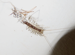 Scutigera coleoptrata