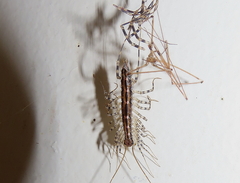 Scutigera coleoptrata