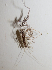 Scutigera coleoptrata
