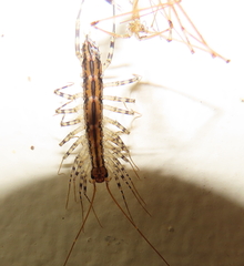 Scutigera coleoptrata