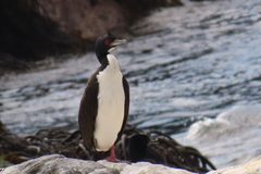 Leucocarbo bougainvillii