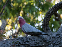 Eolophus roseicapilla albiceps