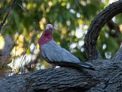 Eolophus roseicapilla albiceps
