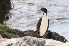 Leucocarbo bougainvillii