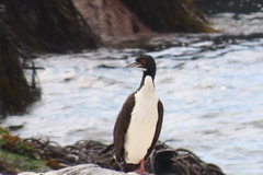 Leucocarbo bougainvillii