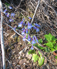 Penstemon wilcoxii
