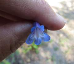 Penstemon wilcoxii
