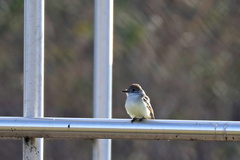 Myiarchus cinerascens