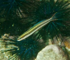Plagiotremus azaleus