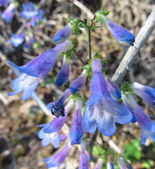 Penstemon wilcoxii
