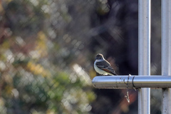 Myiarchus cinerascens