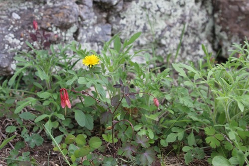 Rudbeckie sauvage 2