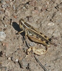 Dichroplus pratensis