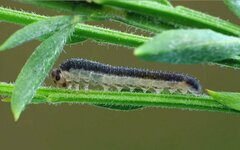 Rhogogaster genistae