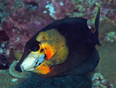 Acanthurus pyroferus
